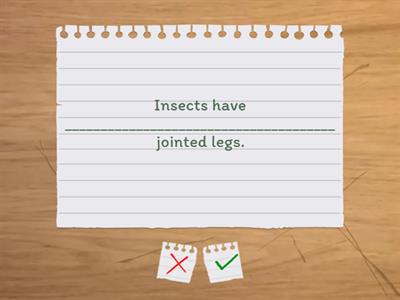 Flash Cards Insects