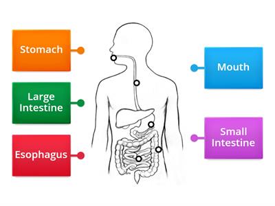 Me2a Sci Digestive System