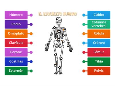 Huesos del esqueleto humano