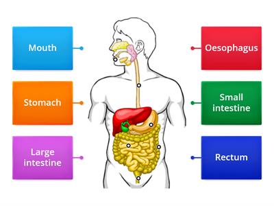 CUSP Naming the parts of the digestive system