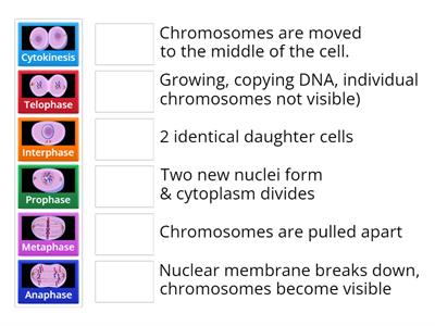 Mitosis