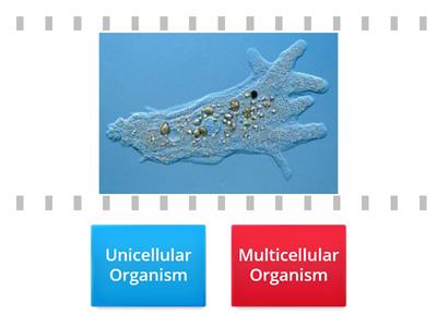 Unicellular vs. Multicellular Organisms True/False