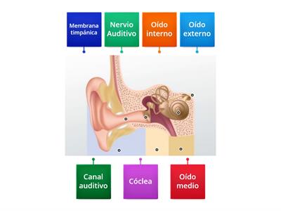 División del oído
