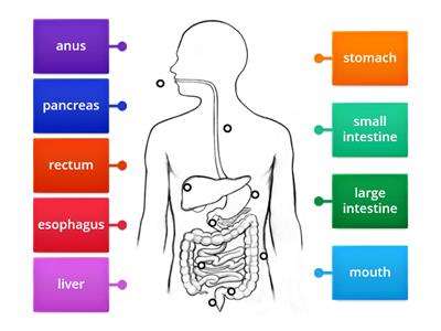 C06. Digestive Sys (2) - Anatomy
