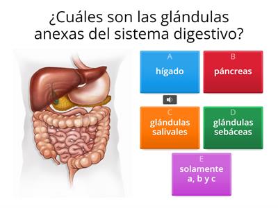 Anatomía-evaluación tercero BGU