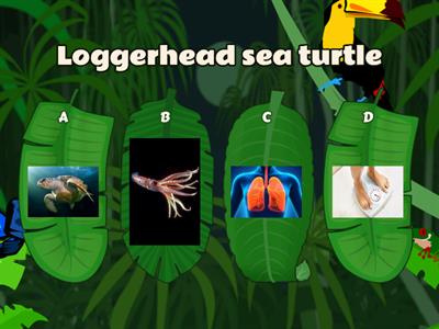 Unit 6-Lesson 2- Sea turtle (1) 