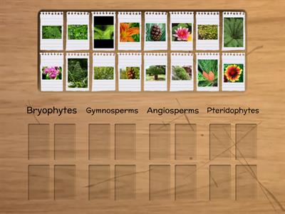 Bryophytes, Pteridophytes, Gymnosperms, and Angiosperms