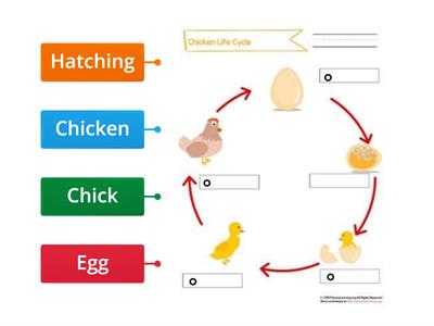 Chicken life cycle gr1