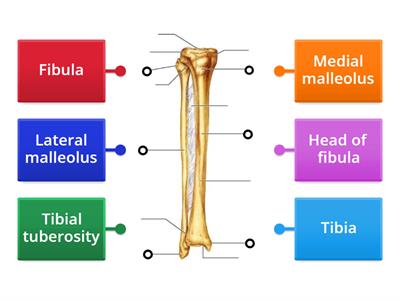 Tibia & Fibula