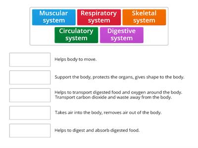 Human Body Systems