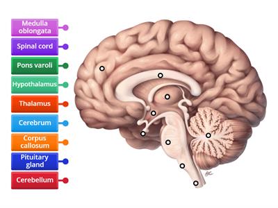 Brain (ICSE)