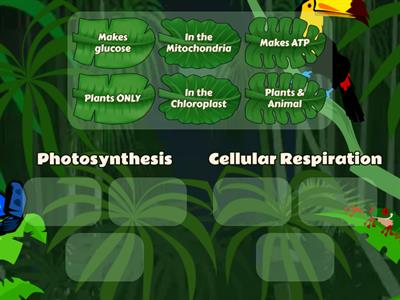 Photosynthesis vs. Cellular Respiration Sorting