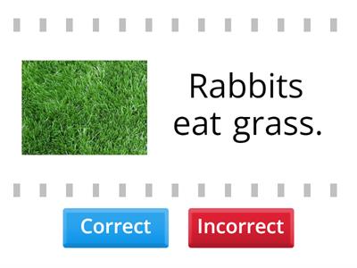 Rabbit true or false?