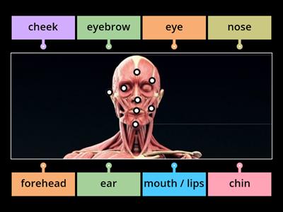 Body parts in ENGLISH / face