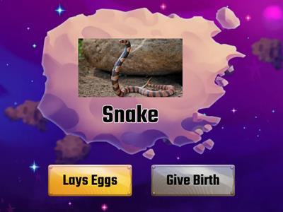 Lays eggs or Give birth (Reproduction Method of Animals)