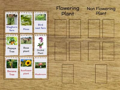 Flowering Plant and Non Flowering Plant