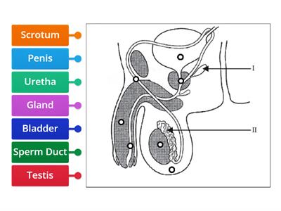 Male Reproductive System KS3