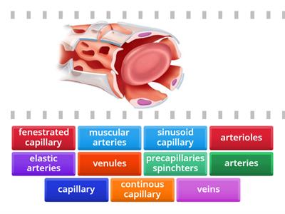 Blood Vessels Characteristics