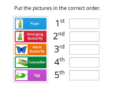 Life Cycle of a Butterfly