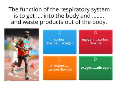 respiratory system quiz