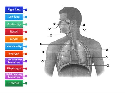 Upper Respiratory 2