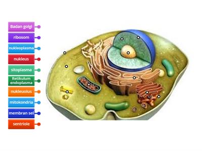 Struktur organel sel hewan