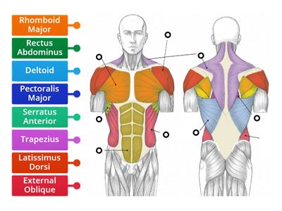 Muscles of the Torso