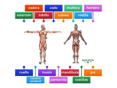 Anatomical Terms and the Skeleton in Spanish