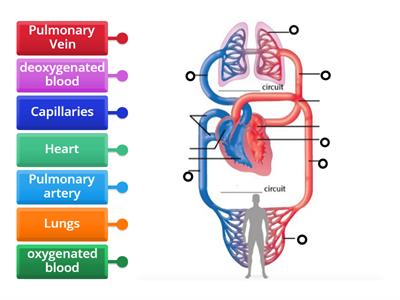  circulatory system label 