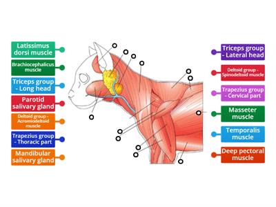 Nikki's cat anatomy 6