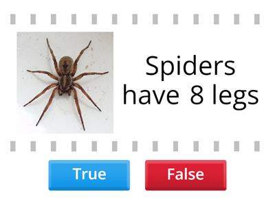 Spiders: True or False