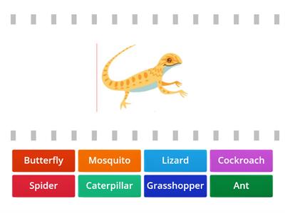 Match The Insects!