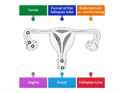 Female human reproductive system I