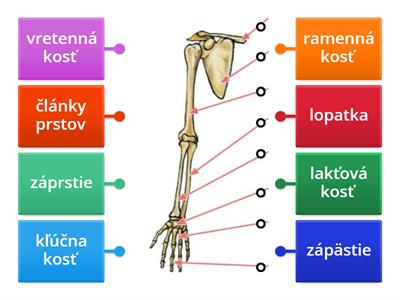 Kostra hornej končatiny