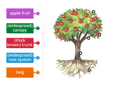 Unit 1 - Revision (Parts of the apple tree)