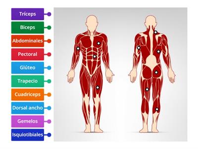 Músculos del cuerpo humano 