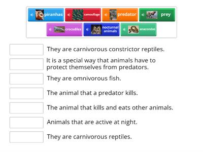 Rainforest Vocabulary