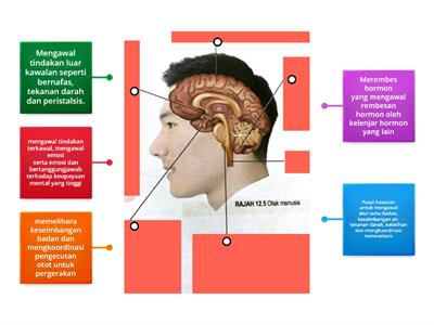 12.2 Nyatakan fungsi bahagian-bahagian otak manusia (Ms 221)