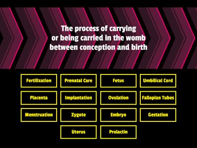 Gestation Process - Find the Match