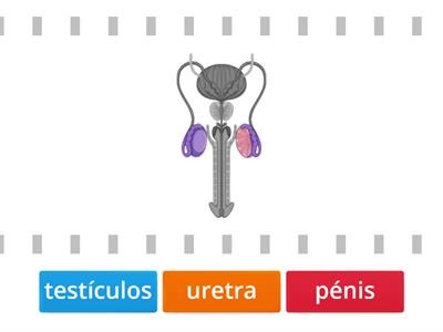 Sistema Reprodutor Masculino - Órgãos