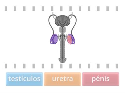 Sistema Reprodutor Masculino - Órgãos