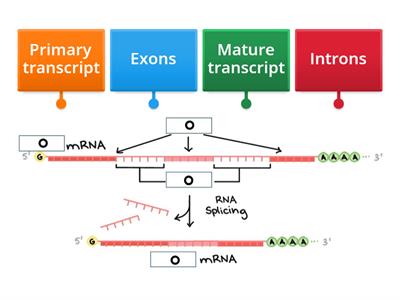 HHB 1.3 RNA splicing labelled diagram