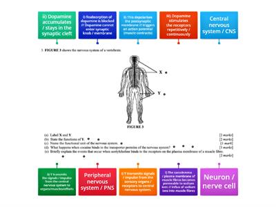 Nervous system of a vertebrate