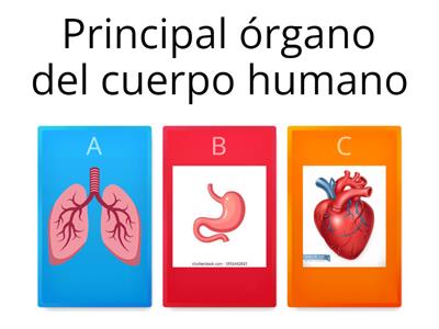 Órganos cuerpo humano