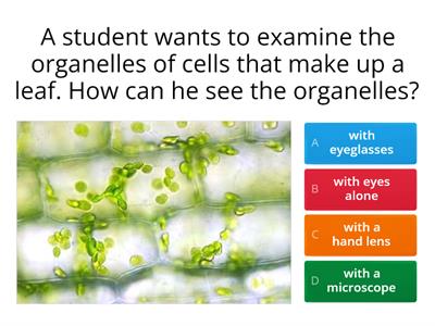 Plant and Animal Cells Quiz