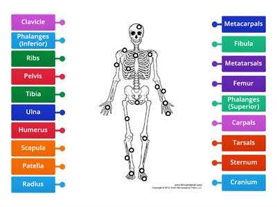 Label the Skeleton