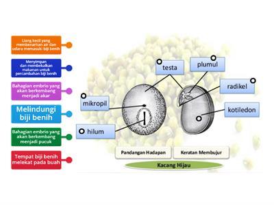 4.7 Struktur biji benih dan fungsinya