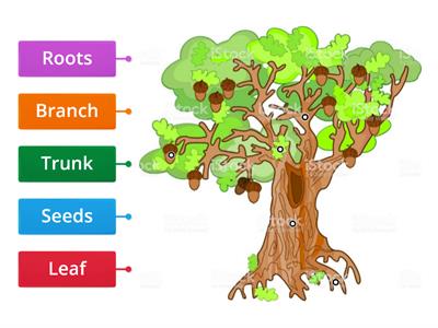 Parts of the Tree 