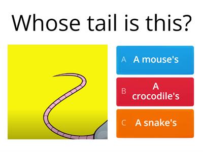 Whose tail is this?