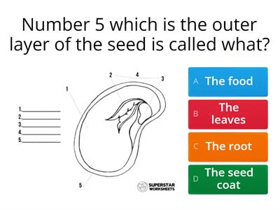  Seed Dispersal 